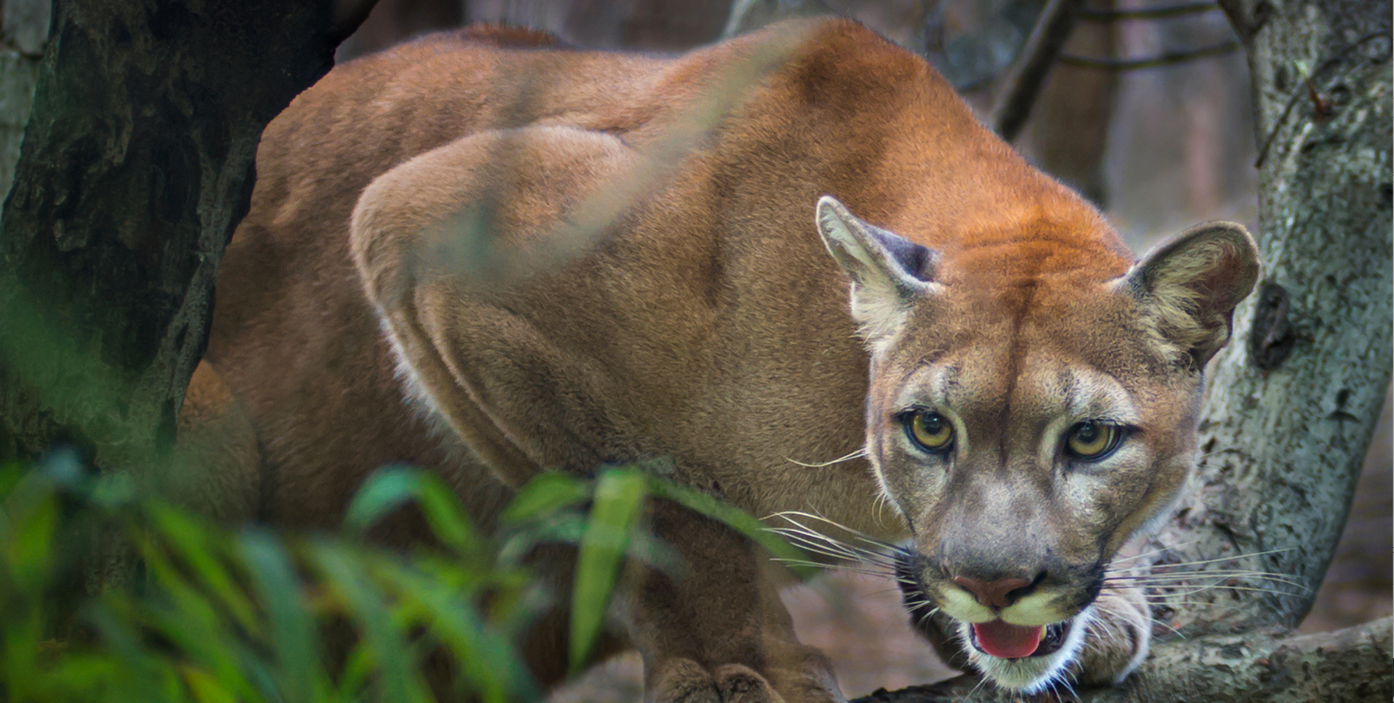 Mountain Lion vs D.A.D. by TigerLight