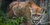 Mountain Lion vs D.A.D. by TigerLight